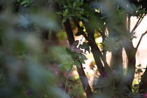 ADL_035497