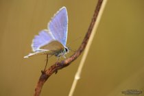 ADL_037559