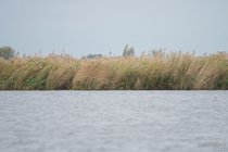 APL_062593