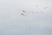 APL_062941