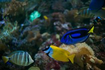 ADL_015585